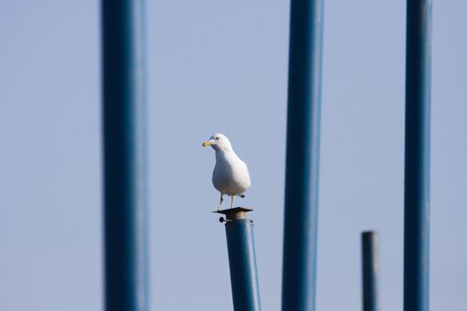 A resting seagull from a hard blowing wind.
