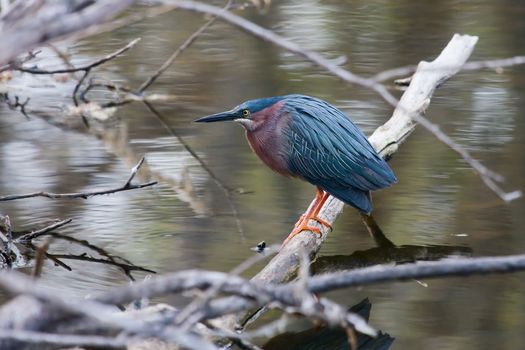 A green Heron doing what they do best. Fishing.