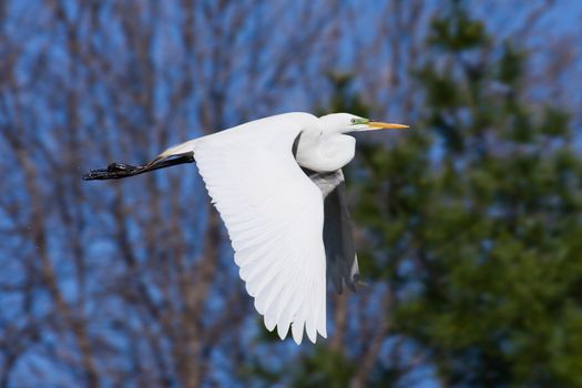 Great Egret flying to a new fishing spot.