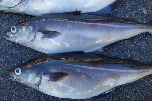 Pollack fishing in Bergen, Norway