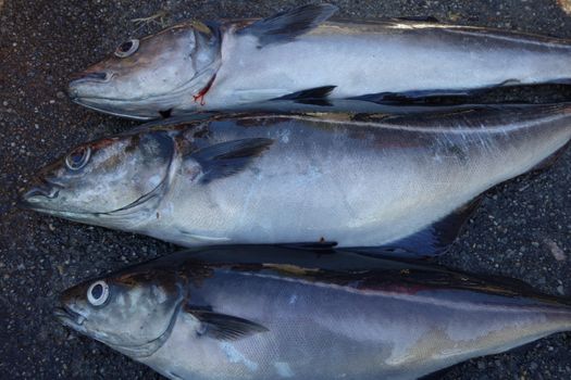 Pollack fishing in Norway