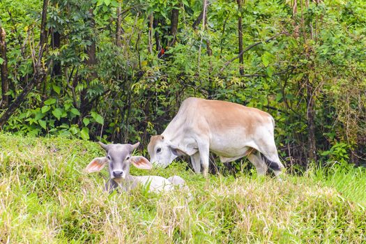 Two brahma bulls photographed grazing in lush meadow.