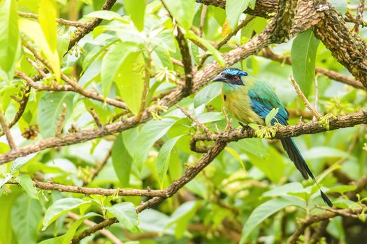 Beautiful blue-crowned motmot photographed in Costa Rica.