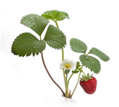 Isolated bush of wild strawberry with flower and berry on the white