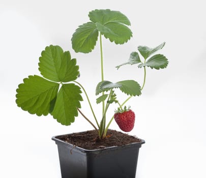 Isolated bush of wild strawberry in the soil