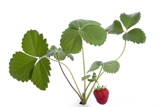 Isolated bush of wild strawberry on the white