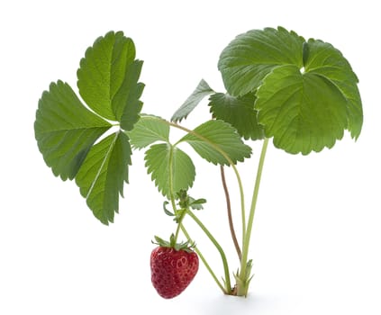 Isolated bush of wild strawberry on the white