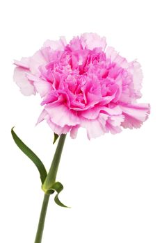 Beautiful pink flower on a white background