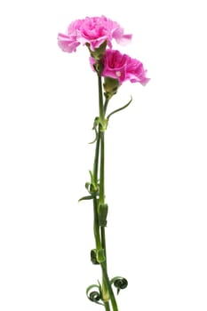 Beautiful pink flower on a white background