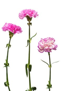 Beautiful pink flower on a white background