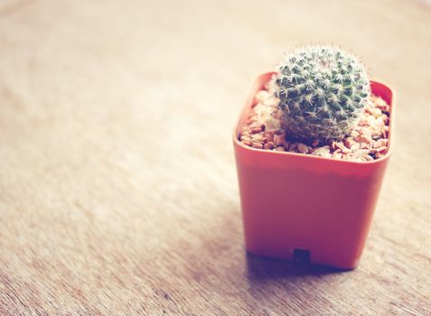 Cactus for decorated with retro filter effect 