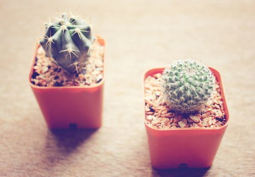 Two cactus for decorated with retro filter effect