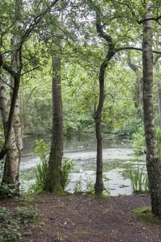 small lake in forest with big trees
