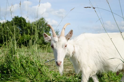 white goat in green summer meadow pasture
