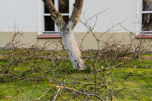 cut dry branches lie next to the tree, seasonal garden spring work