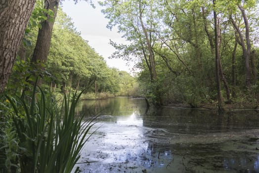 small water in the nature forest
