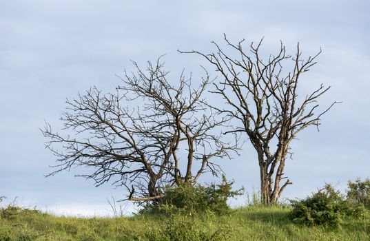 nature with dead trees with green grass and blue sky