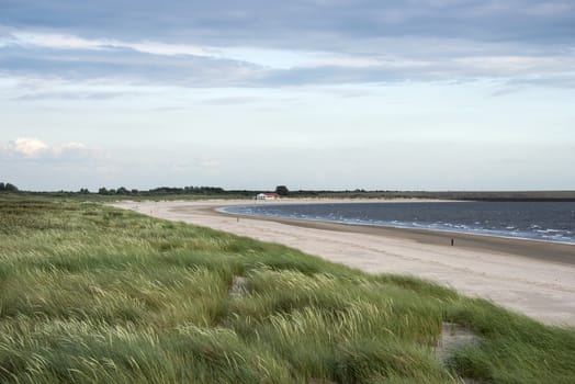 the green waving grass at the dunes near the northsea in holland