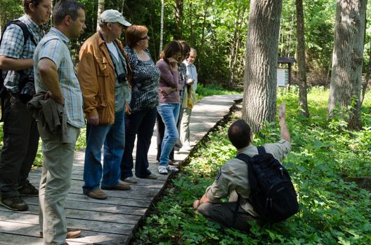 DUKSTOS, LITHUANIA - JUNE 18: group of elderly tourists in forest listen to park leader guide story about plants on June 18, 2013 in Dukstos, Lithuania.