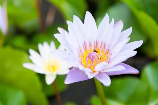 Lotus with bee looking for nectar in the lotuses in full bloom.