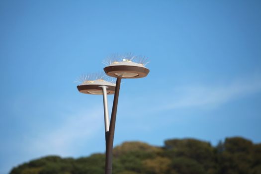 spiny Streetlight against a Clear Blue Sky