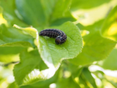 Black caterpillar on fresh green leaf waiting for waiting for the metamorphosis