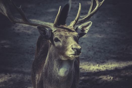 Deer with horns