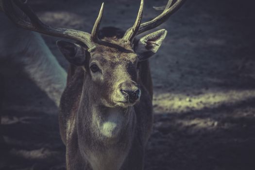 Deer with horns