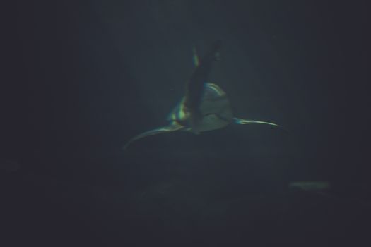 killer, Great Shark Underwater Photo in the deep blue water.