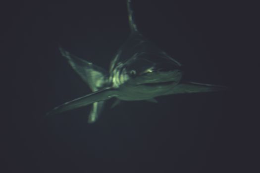 rerocious, Great Shark Underwater Photo in the deep blue water.