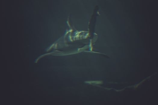 scuba, Great Shark Underwater Photo in the deep blue water.