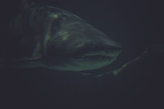 predator, Great Shark Underwater Photo in the deep blue water.