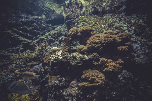 underwater, small coral reef ecosystem