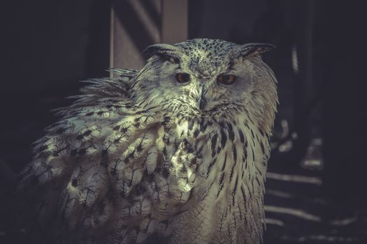 Owl portrait with beautiful feathers