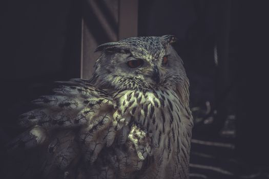 Owl portrait with beautiful feathers