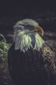 wildlife, American Bald Eagle (Haliaeetus leucocephalus)