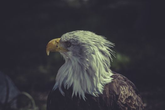 usa, American Bald Eagle (Haliaeetus leucocephalus)