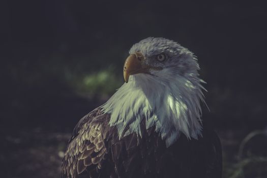usa, American Bald Eagle (Haliaeetus leucocephalus)