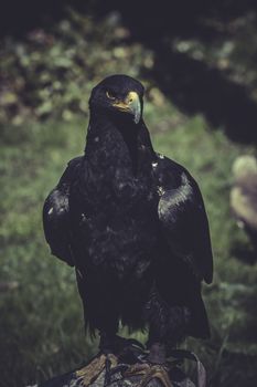 Black eagle with yellow peak