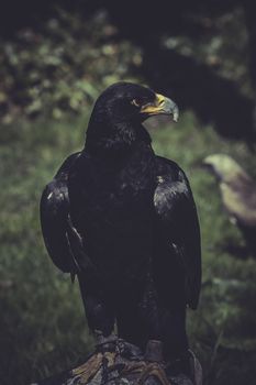 Raptor, Black eagle with yellow peak