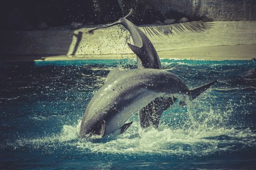 surfing, dolphin jump out of the water in sea