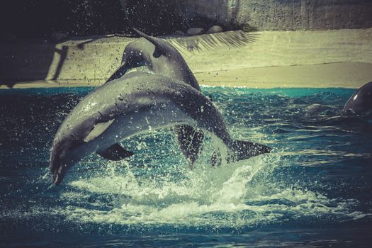 marine, dolphin jump out of the water in sea