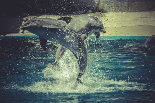 dolphin jump out of the water in sea