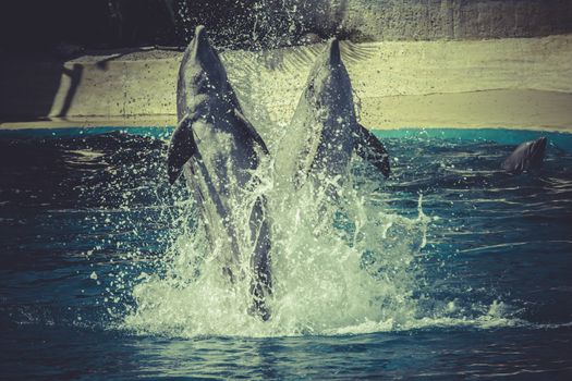 dolphin jump out of the water in sea