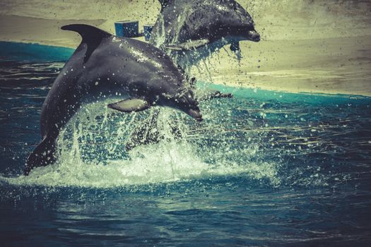 sealife, dolphin jump out of the water in pool