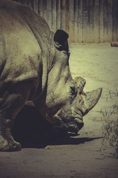 zoo, White rhino (Ceratotherium simum)