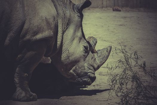 safari, White rhino (Ceratotherium simum)