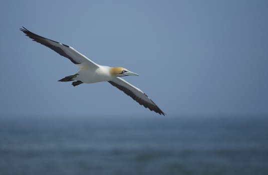 Cape Gannet (Morus capensis) flying above the sea near Lamberts Bay in the Western Cape of South Africa