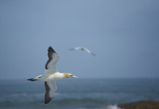 Cape Gannet (Morus capensis) flying above a rocky coast near Lamberts Bay in the Western Cape of South Africa