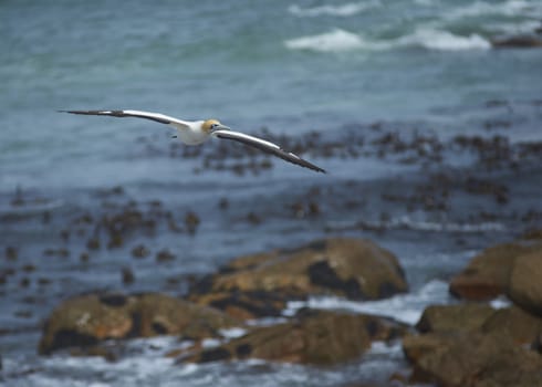 Cape Gannet (Morus capensis) flying above a rocky coast near Lamberts Bay in the Western Cape of South Africa